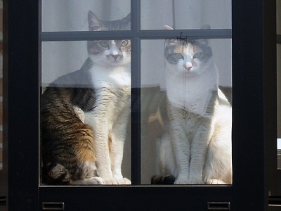 猫の脱走防止に便利な100均グッズで窓を塞ぐのだ！
