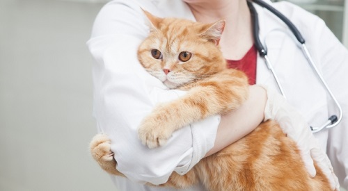 猫のワクチン接種のコワイ副作用とは？